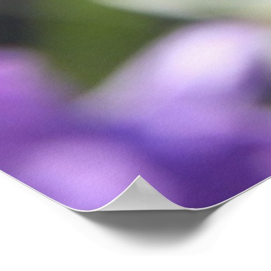 Hübsche lila Blüte mit Bibelverse über den Glauben Poster (Ecke)