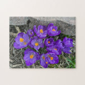 Hübsche Lila Crocus Blume im Garden Puzzles (Horizontal)