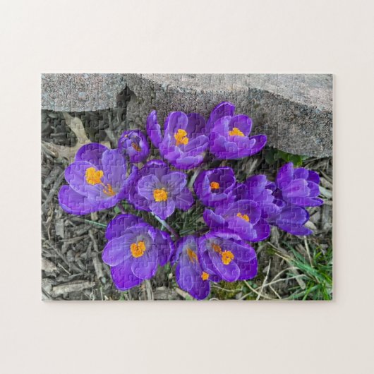 Hübsche Lila Crocus Blume im Garden Puzzles (Horizontal)