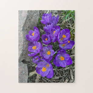 Hübsche Lila Crocus Blume im Garden Puzzles