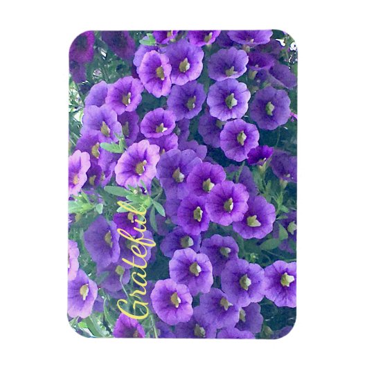 Hübsche Lila Dankbarkeit Petunia Magnet (Vertikal)