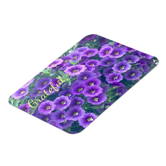 Hübsche Lila Dankbarkeit Petunia Magnet (Linke Seite)