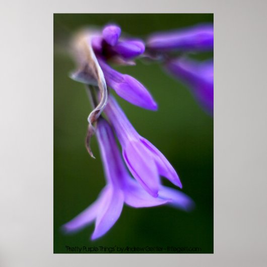 "Hübsche Lila Dinge" von Andrew Gettler Poster (Vorne)