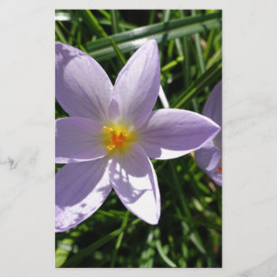 Hübsche lila Gartenanlage Blume. 美 丽 的 紫 花 色 Briefpapier