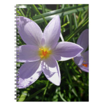 Hübsche lila Gartenblume. 美丽的紫色花