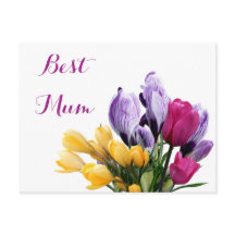 Hübsche, lila-gelbpinke Tulpe-Blume für Mum