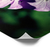 Hübsche Lila Geranium-Blume Nah Poster (Ecke)