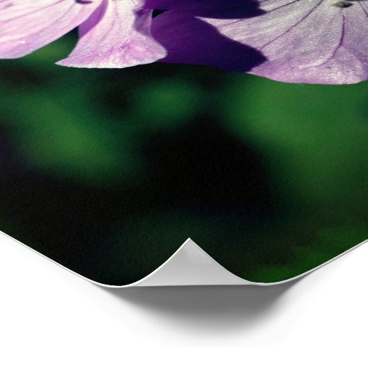 Hübsche Lila Geranium-Blume Nah Poster (Ecke)