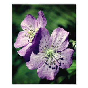 Hübsche Lila Geranium-Blume-Paare Nah bis 8x10 Fotodruck