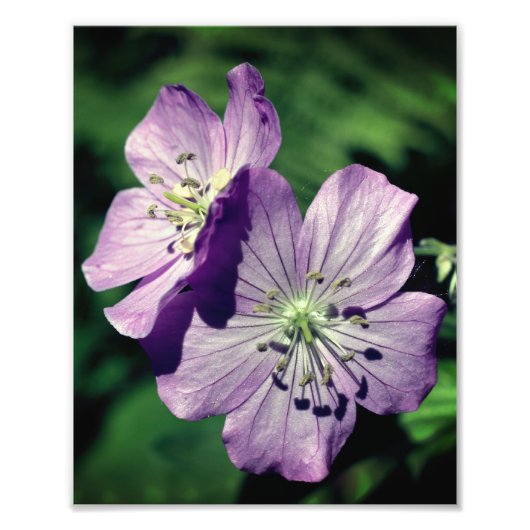 Hübsche Lila Geranium-Blume-Paare Nah bis 8x10 Fotodruck (Vorne)
