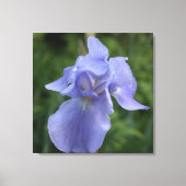 Hübsche Lila Iris Blume Canvas Print Leinwanddruck (Vorderseite)