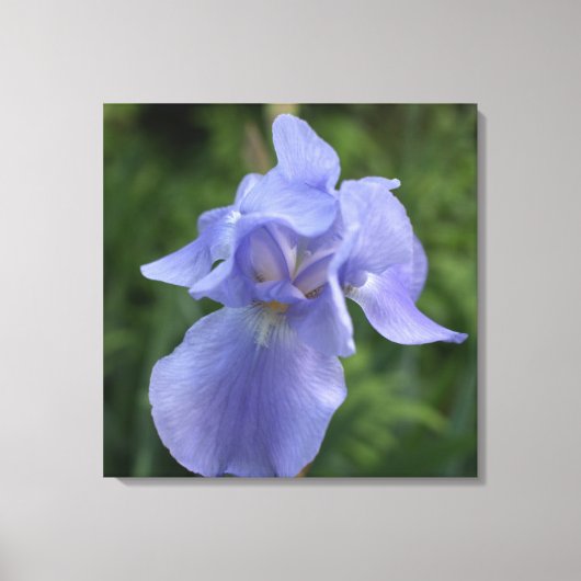 Hübsche Lila Iris Blume Canvas Print Leinwanddruck (Vorderseite)