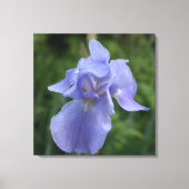 Hübsche Lila Iris Blume Canvas Print Leinwanddruck (Vorderseite)