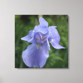 Hübsche Lila Iris Blume Canvas Print Leinwanddruck