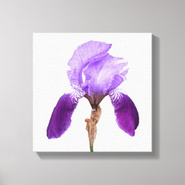 Hübsche lila Iris Blume Moderne, feine Blumenkunst Leinwanddruck