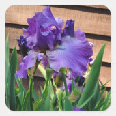 Hübsche Lila Iris-Blume Quadratischer Aufkleber (Vorderseite)