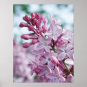 Hübsche Lila Lilacs Poster (Vorne)