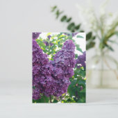 Hübsche Lila Lilacs Postkarte (Stehend Vorderseite)