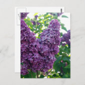Hübsche Lila Lilacs Postkarte (Vorne/Hinten)