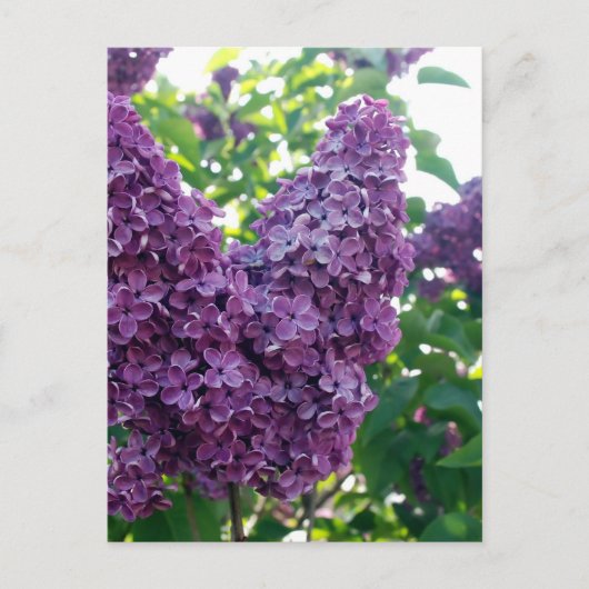 Hübsche Lila Lilacs Postkarte (Vorderseite)