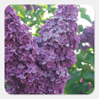 Hübsche Lila Lilacs Quadratischer Aufkleber