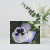 Hübsche Lila Pansy-Blume Postkarte (Stehend Vorderseite)