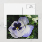 Hübsche Lila Pansy-Blume Postkarte (Vorne/Hinten)