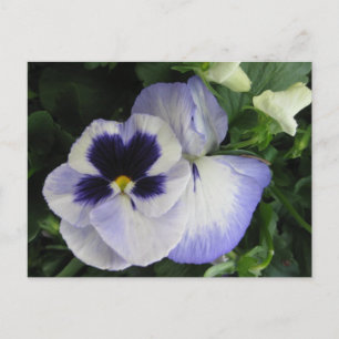 Hübsche Lila Pansy-Blume Postkarte