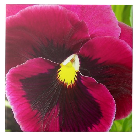 Hübsche Lila Pansy Floral Fliese (Vorderseite)