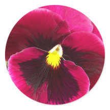 Hübsche Lila Pansy Floral