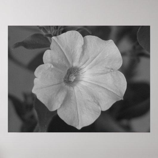 Hübsche Lila Petunia Poster (Vorne)