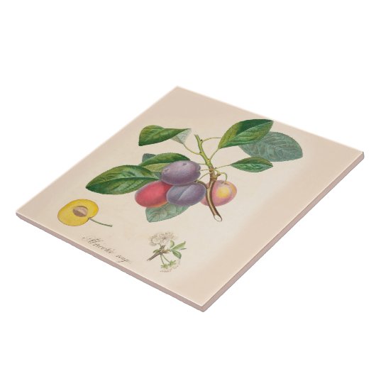 Hübsche lila Pflaumen, Keramik-Fliese, Fliese (Seite)