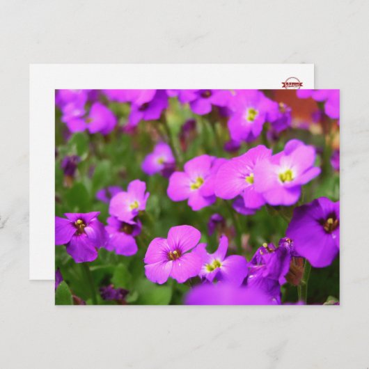 Hübsche Lila Stiefmütterchen Blume Postkarte (Vorne/Hinten)