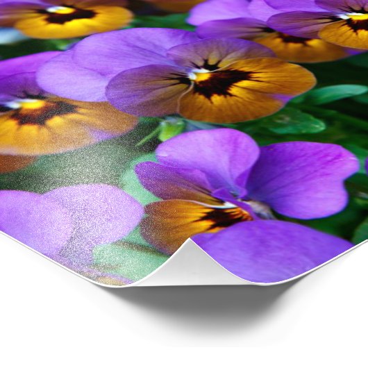 Hübsche Lila Stiefmütterchen Fotodruck (Ecke)