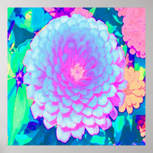 Hübsche lila und rosa Zinnia im Sommergarten Poster
