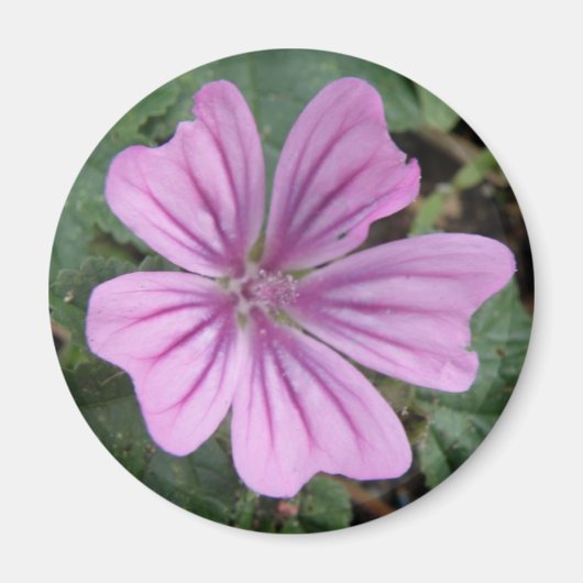 Hübsche Lila Wildblume Magnet (Vorne)
