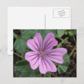 Hübsche Lila Wildblume Postkarte (Vorne/Hinten)