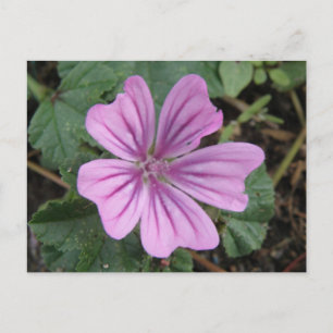 Hübsche Lila Wildblume Postkarte