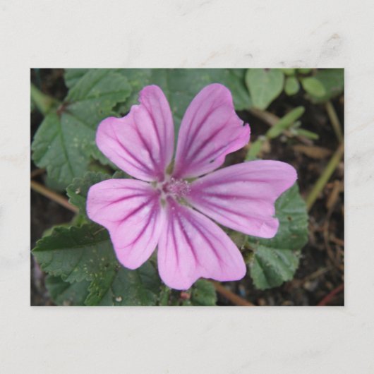 Hübsche Lila Wildblume Postkarte (Vorderseite)
