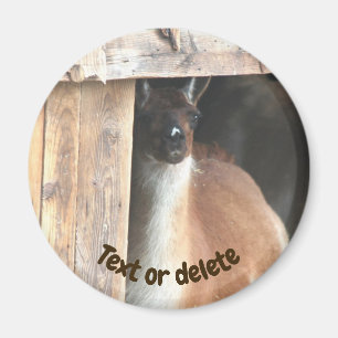 Hübsche Llama-Farmtier-Personalisierung Magnet