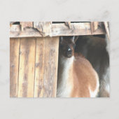 Hübsche Llama-Farmtier-Personalisierung Postkarte (Vorderseite)