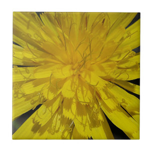 Hübsche Löwenblüte Fliese