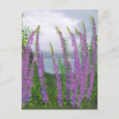 Hübsche Lupine-Blume am See Postkarte (Vorderseite)