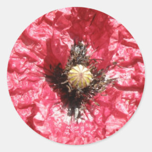 Hübsche Makro-Aufkleber für die Blume mit rotem Mo Runder Aufkleber
