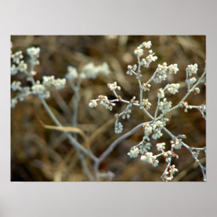 Hübsche Makrofotografie mit weißer Pflanze Poster