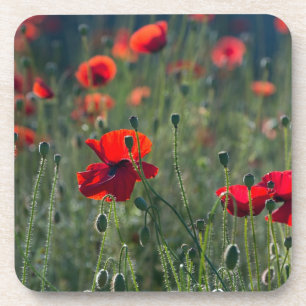 Hübsche Mohnblumen auf einer wilden Wiese Foto Getränkeuntersetzer