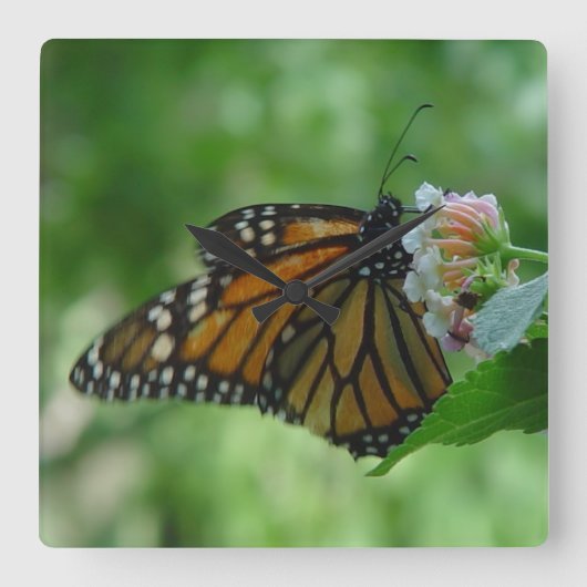 Hübsche Monarch-Schmetterlingsplatte Uhr (Vorderseite)