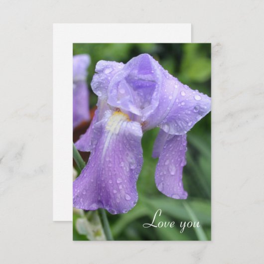 Hübsche Nasseiris. Mitteilungskarte (Vorne/Hinten)