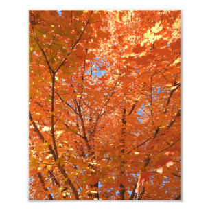 Hübsche Orange-Herbstlaube Fotodruck