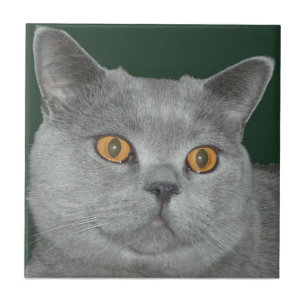 Hübsche orange mit Augen Kitty-Fliese Fliese